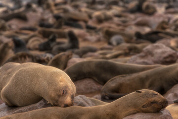 A close-up view of two Cape fur seals resting on rocks with a vast blurred colony of seals in the background at Cape Cross, Namibia, during daylight.