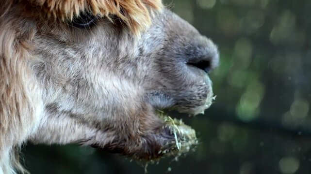Slow motion llama enjoying a meal of fresh grass up close