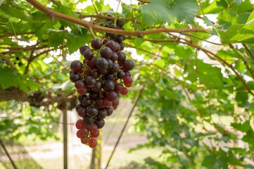fresh red grapes hanging on a vine in a vineyard with natural sunlight and green leaves. Concept of agriculture, organic farming, healthy food, fruit harvest, and natural produce.