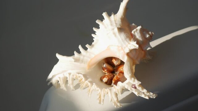 Seashell containing small spotted shells on a solid surface. Decorative ocean murex shell composition. Natural marine life element for coastal home decor display.