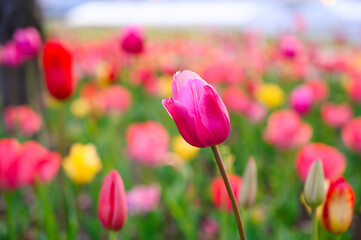 Beautifully blooming tulip flowers in a flower garden at Odaiba. Spring blossom background.