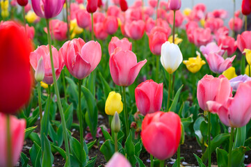 Beautifully blooming tulip flowers in a flower garden at Odaiba. Spring blossom background.