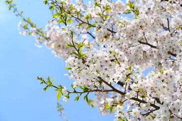 Cherry blossoms are in full bloom against the blue sky in Tokyo, Japan. Beautiful clusters of sakura flowers.