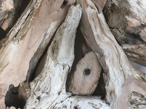 Close-up raw driftwood shards weathered texture dark knots sun-bleached wood Caribbean, Aruba