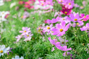 Obraz premium Soft Focus Pink Cosmos Flowers Blooming in a Green Meadow