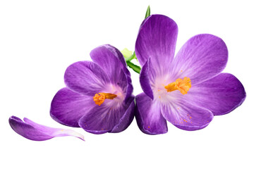 Obraz premium Vibrant Purple Spring Crocus Blossoms with Orange Stamens