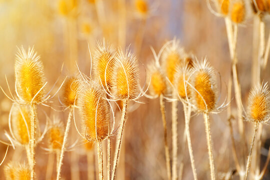 Dipsacus golden dried teasel seed heads in sunlight macro close-up of wild meadow plants with soft bokeh background. Natural autumn texture of thistle-like flowers and dry stems in countryside field