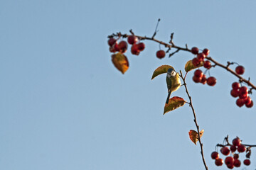 Mésange posée sur un sorbier © PPJ