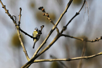 Mésange posée sur un arbre © PPJ
