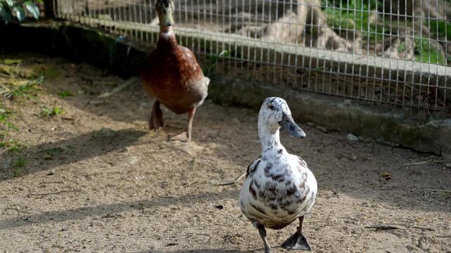 Slow motion couple of ducks standing on top of a dirt field