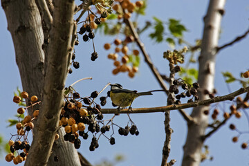 Mésange posée sur un lilas de Perse © PPJ