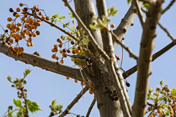 Mésange posée sur un lilas de Perse © PPJ