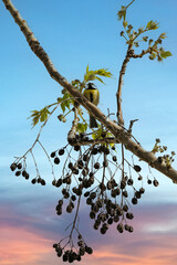 Mésange posée sur un arbre © PPJ