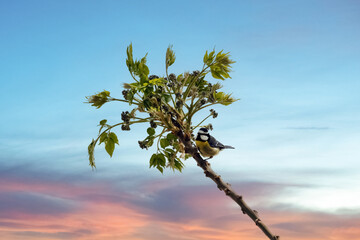 Mésange posée sur un arbre © PPJ