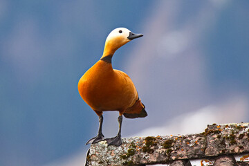 Rostgänseim Prachtkleid  im Frühling, auf der Balz © Renate