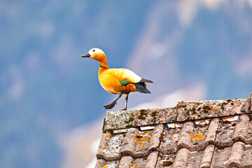 Rostgänseim Prachtkleid  im Frühling, auf der Balz © Renate