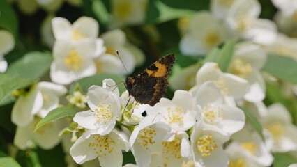 Butterfly pollinating white jasmine flowers in spring garden © Довидович Михаил