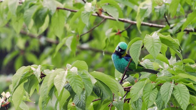 Green-headed Tanager (Tangara seledon) perched on branch in tropical forest