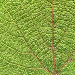 Obraz premium Close-up of a green leaf from a wild grapevine