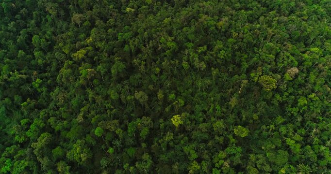 Aerial drone view of dense tropical rainforest canopy, lush green jungle background