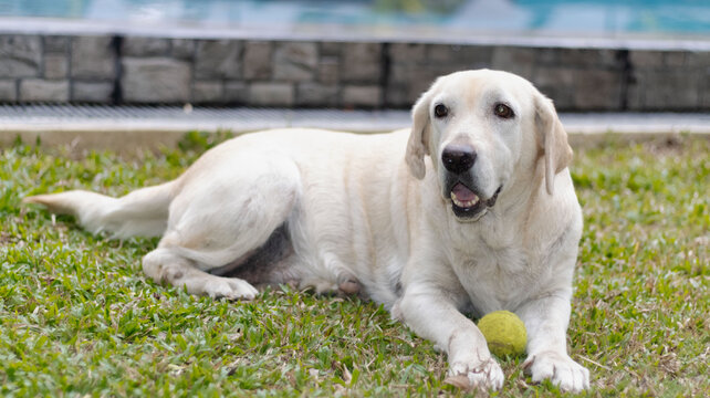 playful Labrador dog with ball , on grass field 