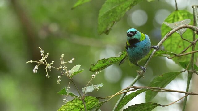 Green-headed Tanager (Tangara seledon) perched on branch in tropical forest