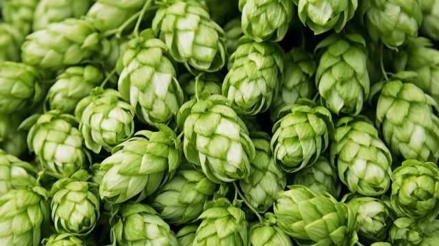 Clusters of green hops are closely packed together showing texture and detail. This setting highlights agriculture for brewing. Concept of brewing, craft beer, agriculture