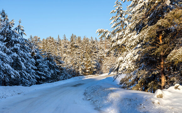 winter pine forest in the snow with rays of sun
