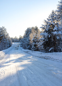 winter pine forest in the snow with rays of sun
