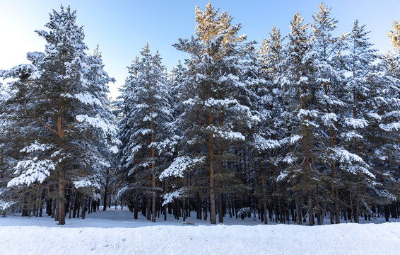 winter pine forest in the snow with rays of sun
