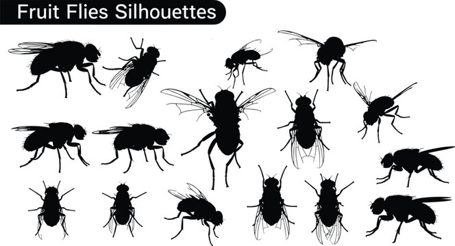 Fruit flies silhouettes collection, flying insect vector set with different poses, house fly and drosophila insect silhouettes isolated for biology and pest design