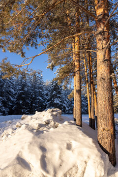 winter pine forest in the snow with rays of sun

