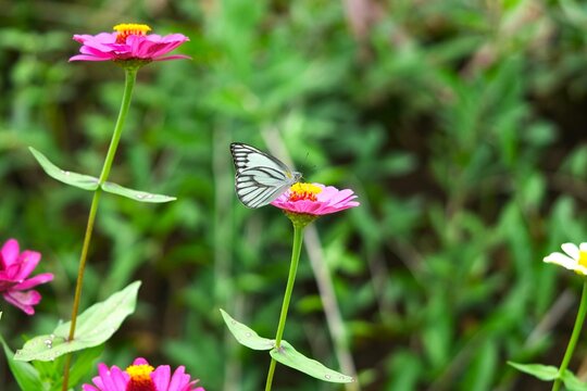 Close up of a Striped Albatross butterfly (Appias olferna) perched on a Zinnia flower (Zinnia elegans).