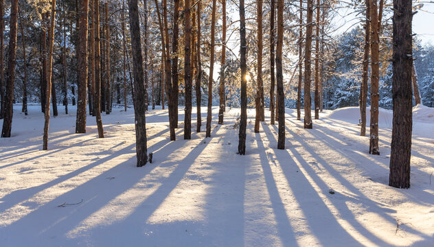 winter pine forest in the snow with rays of sun
