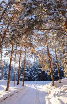 winter pine forest in the snow with rays of sun
