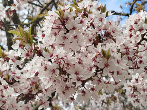 Ramas de ciruelo ornamental prunus cerasifera con abundantes flores blancas de centro rosado y hojas rojizas