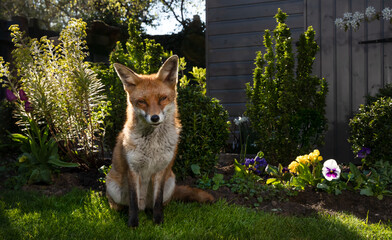 Fototapeta premium Wild young red fox sitting on green grass in a garden surrounded by vibrant flowers