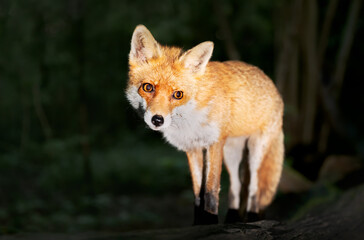 Fototapeta premium Portrait of a cute red fox standing on a fallen tree in a forest at night