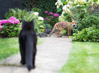 Fototapeta premium Urban Red fox and black cat encounter in summer garden