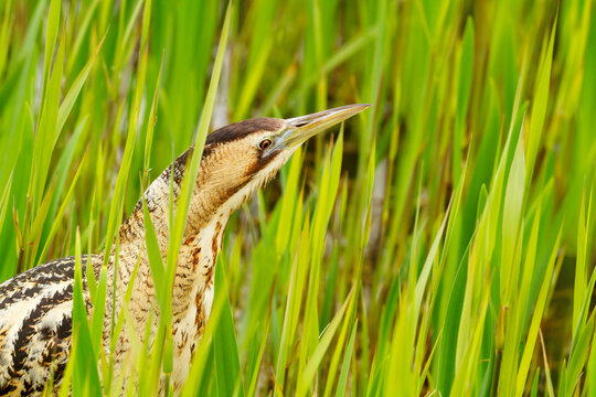 Portrait of Eurasian bittern (Botaurus stellaris) standing motionless and camouflaged among green reeds