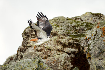 Fototapeta premium Augur Buzzard (Buteo augur) taking off from rocky cliff in Ethiopia
