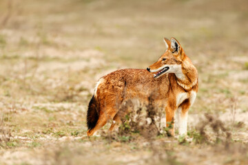 Fototapeta premium Rare endangered Ethiopian Wolf (Canis simensis) foraging in highland grasslands