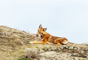 Fototapeta premium Rare endangered Ethiopian Wolf (Canis simensis) resting in highland grasslands