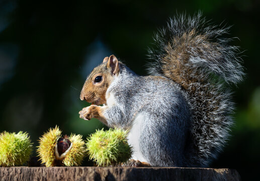 Grey squirrel eating chestnut while sitting on tree stump surrounded by spiky chestnut burrs