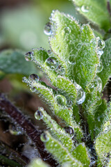 Close-Up of Young Plant Shoot Covered in Morning Dew Drops