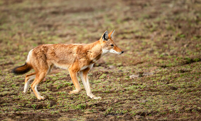 Fototapeta premium Rare endangered Ethiopian Wolf (Canis simensis) foraging in highland grasslands