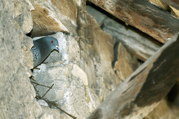 Pigeon posé dans une charpente