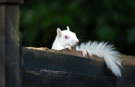Rare albino Eastern grey squirrel perched on garden fence in UK