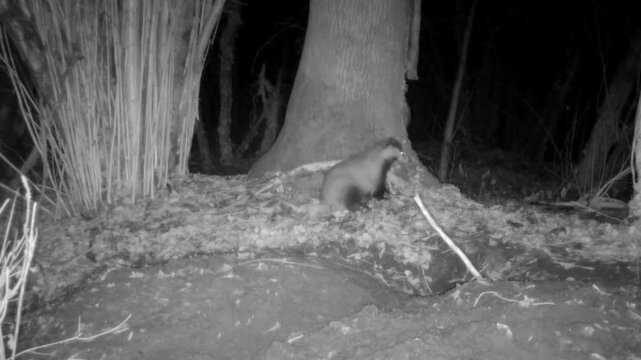 Two badgers captured by a camera trap in the woods near their den playing and running in the night