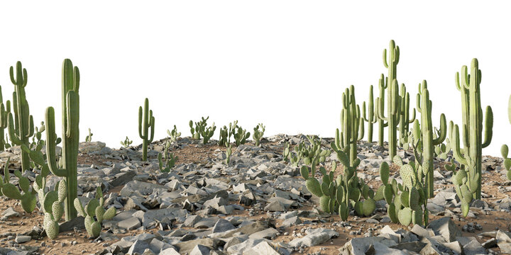 Panoramic desert terrain with saguaro cactus, prickly pear and rocky ground forming a dry arid landscape. Isolated desert environment with cactus vegetation on transparent background, 3d rendering.